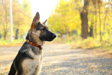 German Shepherd on the track in the autumn park.