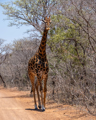 Giraffe Walking