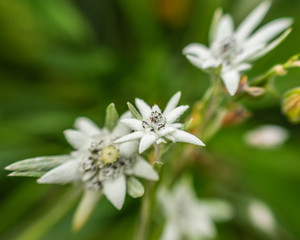 edelweiss 