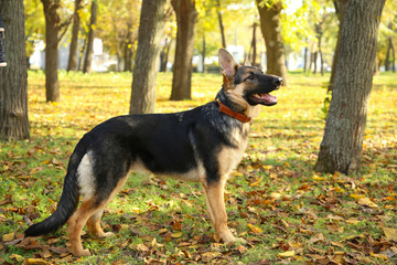 Naklejka na ściany i meble German Shepherd in the autumn park. Dog in forest