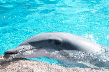 Dolphine in the ocean