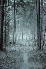 Fototapeta na wymiar Atmospheric, magical Christmas winter forest full of white snow and snow drifts