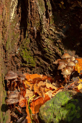 Oak stump mushrooms