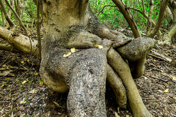 Twisted Trunk of Tree