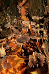 Unfurled mushrooms portrait