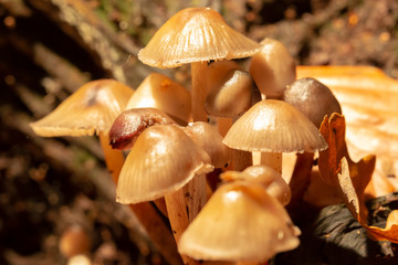 Mushroom clump macro