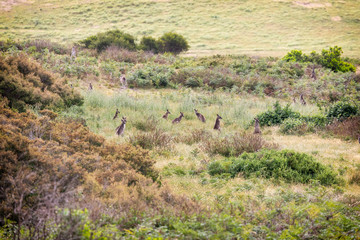 Obraz na płótnie Canvas Mob of kangaroos on a hill in Australia