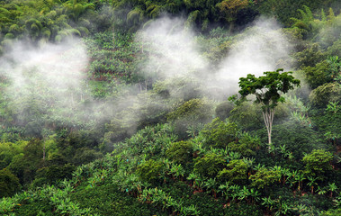 Fototapeta na wymiar Misty landscape in Buenavista, Quindio, Colombia, South America