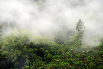 Fototapeta na wymiar Misty mountain landscape in Buenavista, Quindio, Colombia, South America