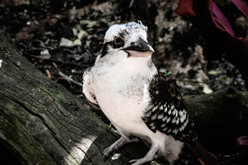 Kookaburra on a Tree