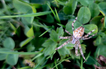 Spidey spider