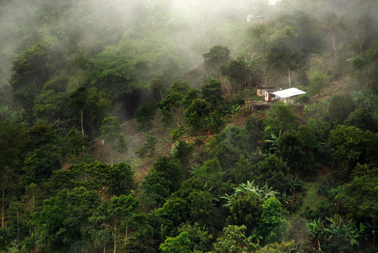 Misty landscape in Buenavista, Quindio, Colombia, South America