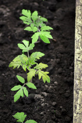 Small tomato seedlings planted in soil outdoors shot