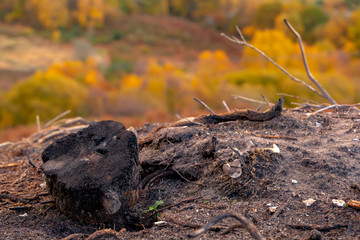 Scorched earth