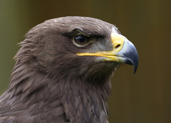 eagle portrait with natural background;