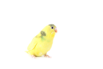 Little yellow budgerigar isolated on white background