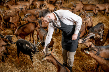 Handsome farmer taking care of with beautiful goats of alpine breed in the big stable of the milk farm