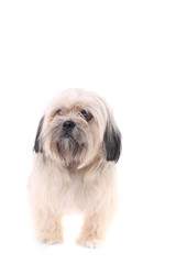 Naklejka na ściany i meble Shih Tzu dog isolated on a white background
