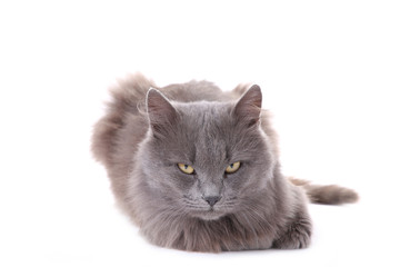 Obraz premium Beautiful grey cat isolated on a white background