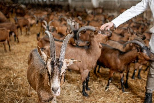 Veterinarian stroking with hand beautiful goats of alpine breed in the stable of a milk farm. Close-up image with no face