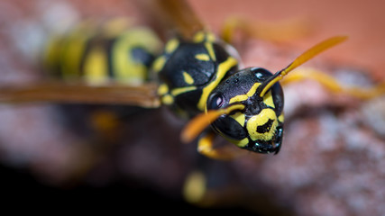 Macro of paper wasp