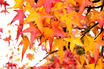 Fototapeta premium Herbstzeit in Südtirol