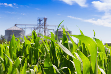 corn plantation and defocused silos in the background © Gabriela Bertolini
