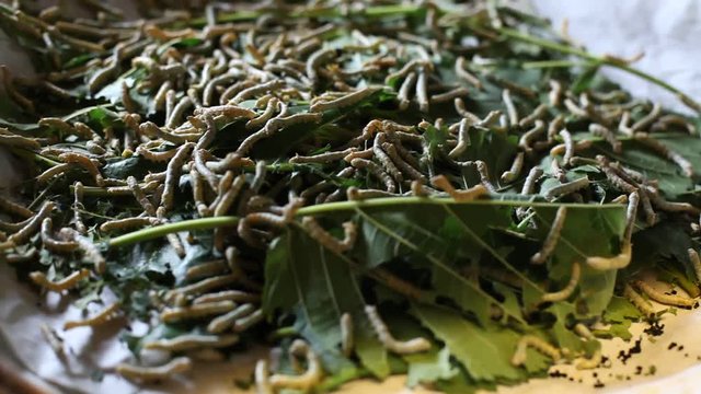 Silkworms being cultivated for silk production, insect  larva or caterpillar of the domestic silkmoth, Bombyx mori.
