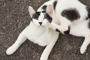 White and black cat scratching