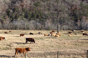 Cows in A Pasture Near Hills and Trees