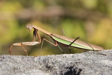 praying mantis on green background