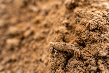 Closeup View of the Shot Bullet with Ballistic Marks in Sands