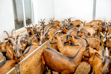 Goat herd of alpine breed before the milking process at the farm