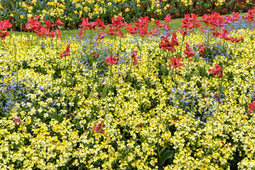 Floral background made of colorful flowers