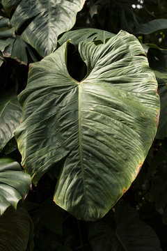 Green Xanthosoma leaves