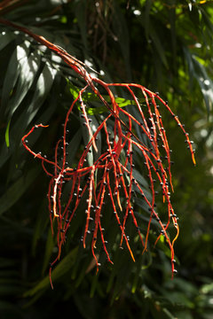 Red branches with black bumps
