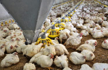 Farm for growing broiler chickens