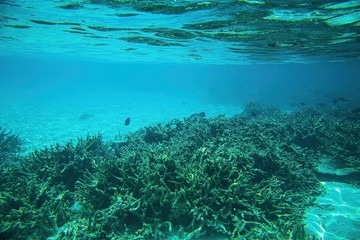 Fototapeta na wymiar Snorkling, Gorgeous view of underwater world. Dead coral reefs, sea grass , white sand and turquoise water. Indian Ocean, Maldives. 