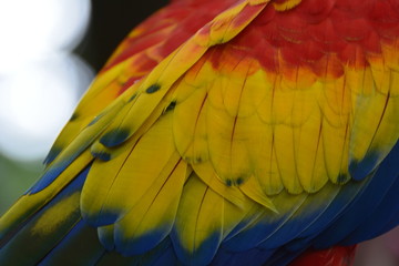 Fototapeta premium colorful parrot