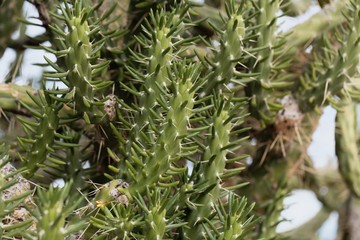 Obraz premium Leaves and branches of Austrocylindropuntia subulata