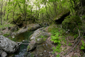 Naklejka na ściany i meble Green Fern, Mountain Creek And Woods, Sicily