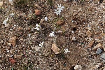 Narcissus elegans, a wild growing narcissus of the Mediterranean area.