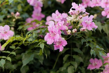 Pink trumpetflower (Podranea ricasoliana)