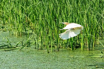 Naklejka premium Typical landscape at swamp area of Imperial Pond (Carska bara), large natural habitat for birds and other animals from Serbia. Wading bird on the photo. Bird in flight.