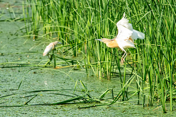 Naklejka premium Typical landscape at swamp area of Imperial Pond (Carska bara), large natural habitat for birds and other animals from Serbia. Wading bird on the photo. Bird in flight.