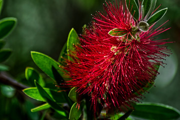 Beautiful red flower of Callistemon or Bottlebrush tree on a blurred green background.