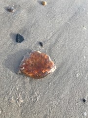 Jellyfish in North ocean