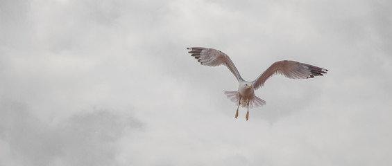 Single seagull sitting on the roof