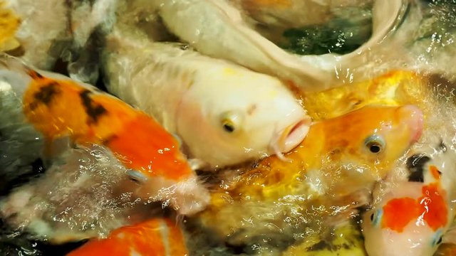 Aquarium full of hungry carp Koi fishes. Cyprinus carpio with open wide mouths. Sochi, Russia.