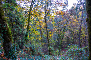 Autumn forest with trees overgrown with ivy and moss-covered trunks